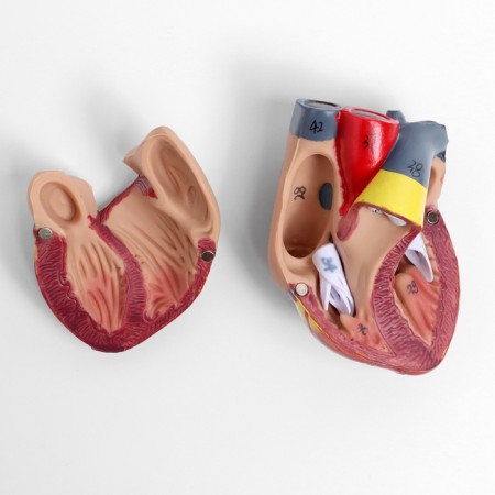 Match "Human breasts" collapsible 27*20*11cm-8