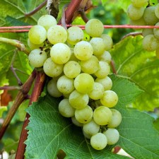 Grapes Veldze seedling, tube, spring 2025