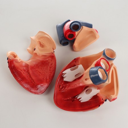 Matca "Human Heart" 26*18*22cm-3