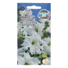 Flowers of Petunia 