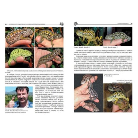 Chameleons: content and breeding at home. Kiselev A.-2