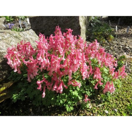 Khokhlata dense Bet Evans, 5/6 rr, 10 pcs, 20 h (cm), autumn 2024