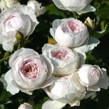 Seedling rose 