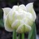 Tulip Tensor Global Dizair, Rr 12+, 3 pcs, Economy, Autumn 2024