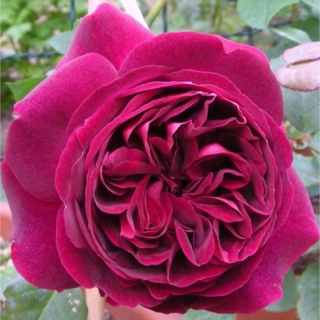 Seedling rose Kate, English, pot 2 l., Summer 2024
