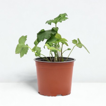 Anemona hybrid onorin Jobert, pot C2, 1 pc, summer 2024-1