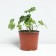 Anemona hybrid onorin Jobert, pot C2, 1 pc, summer 2024