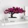 Bonsai in the pot "Lotus tree" 10.5x17 cm, mix