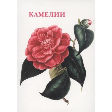 Camellia