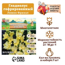 Гладиолус гофрированный "Лемон Фриззл", р-р 8/10, 7 шт,