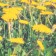 Set of curtains yellow dandelions 147x267 +/- 3cm 2pcs, Gabardin, p/e