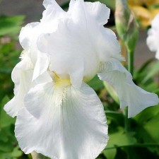 Iris bearded immorality, rr I, 1 pc, spring 2025