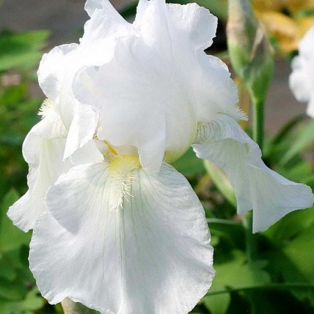 Iris bearded immorality, rr I, 1 pc, spring 2025