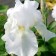 Iris bearded immorality, rr I, 1 pc, spring 2025