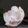 Figure "Angel in the shell" Big, beige 35x42x31cm