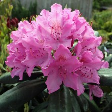 Rhododendron Hybrid suite 