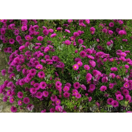 Shrub Astra "Jenny", pot C3, 1 pc, Spring 2024