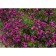 Shrub Astra "Jenny", pot C3, 1 pc, Spring 2024