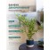 Bamboo in a cement pot, 125 × 125 × 650 mm, green / black / beige color