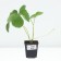 Strawberry Garden Kviki, P9 pot, 1 pc, summer 2024