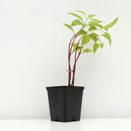 Spit -stained "Atropurpureum", P9 pot, 1 pc, Spring 2024-1