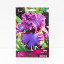Iris Borogue 