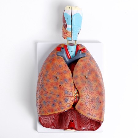 Match "Human breasts" collapsible 27*20*11cm-4