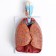 Match "Human breasts" collapsible 27*20*11cm