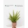 Decorative plant in a ceramic pot "Paporotnik", 12 × 12 × 42 cm