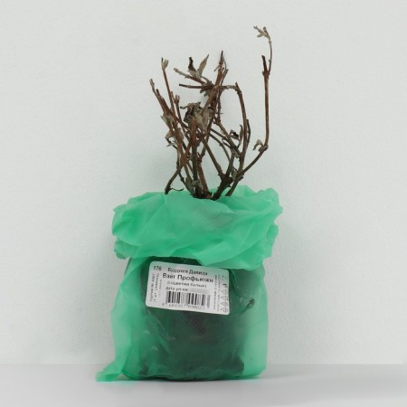 Buddlaya David "White Profjn", 1 pc, tube, spring 2025-2