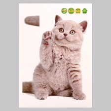 Stick 3D interior cat 29*21cm