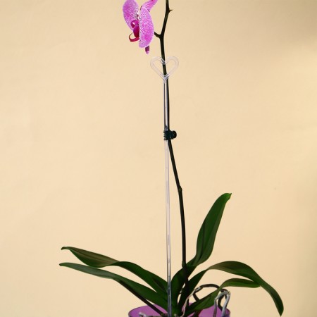 Support for orchids, h = 44 cm, plastic, transparent, mix-5