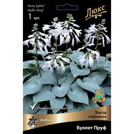 Host Hybrid bullet Pruff, I rr, 1 pc. 90 h (cm), autumn 2024