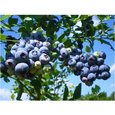 Blueberries tall Blugold, C5 pot, 1 pc, summer 2024