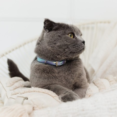 A collar for dogs and cats with Fasteks "Neon", 30 x 1 cm-4