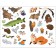 Forest animals. Spring