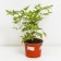 Astilba hybrid junik Cheriz, C1.5 pot, H10-50 height, 1 pc, summer 2024