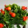 Bonsai in the pot "Fruit tree" 10x18 cm