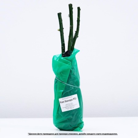 Sahenian rose Osiria Spring 2024, 1 pc.-3