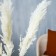 Sukhotzet "Pampas grass" set of 5 pcs., Beige color