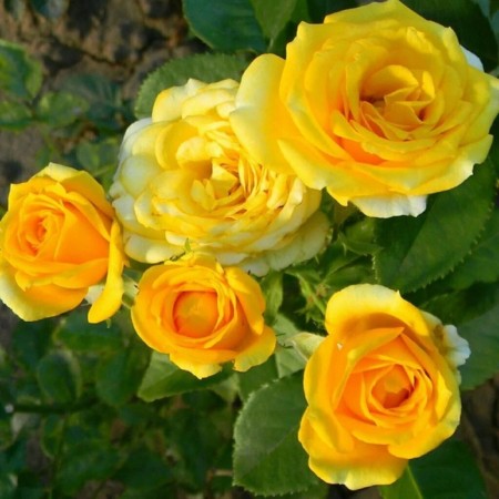 Sahenian Rose "Yellou Star", Tuba, Spring 2025
