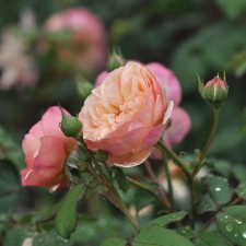 Seedling rose Parkovaya 