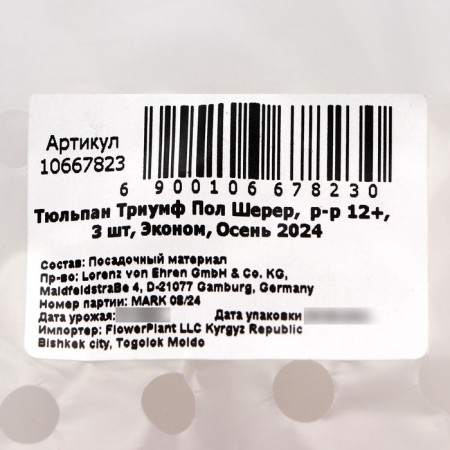 Тюльпан Триумф Пол Шерер, р-р 12+, 3 шт, Эконом, Осень 2024-2