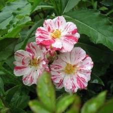 Seedling rose 