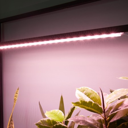Lamp for plants LED linear, 900 mm Uniel, 14 W, LED, IP65, Color transparent-6