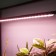 Lamp for plants LED linear, 900 mm Uniel, 14 W, LED, IP65, Color transparent