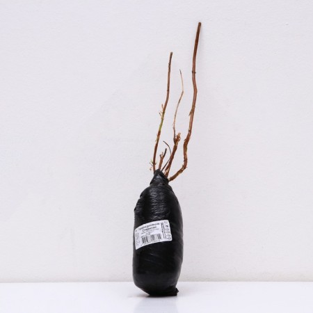 Dining Tree "sterilis", 1 pc, tube, spring 2025-2