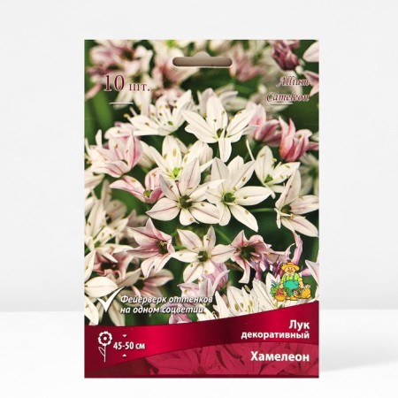 Onion decorative chameleon, 4/5 rr, 10 pcs, 45-50 h (cm), autumn 2024-1