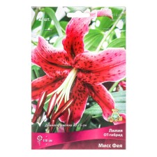 Lilies from hybrids Miss Fei, 14/16 rr, 2 pcs. 110 h (cm), autumn 2024