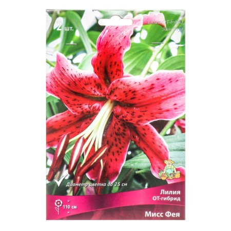 Lilies from hybrids Miss Fei, 14/16 rr, 2 pcs. 110 h (cm), autumn 2024